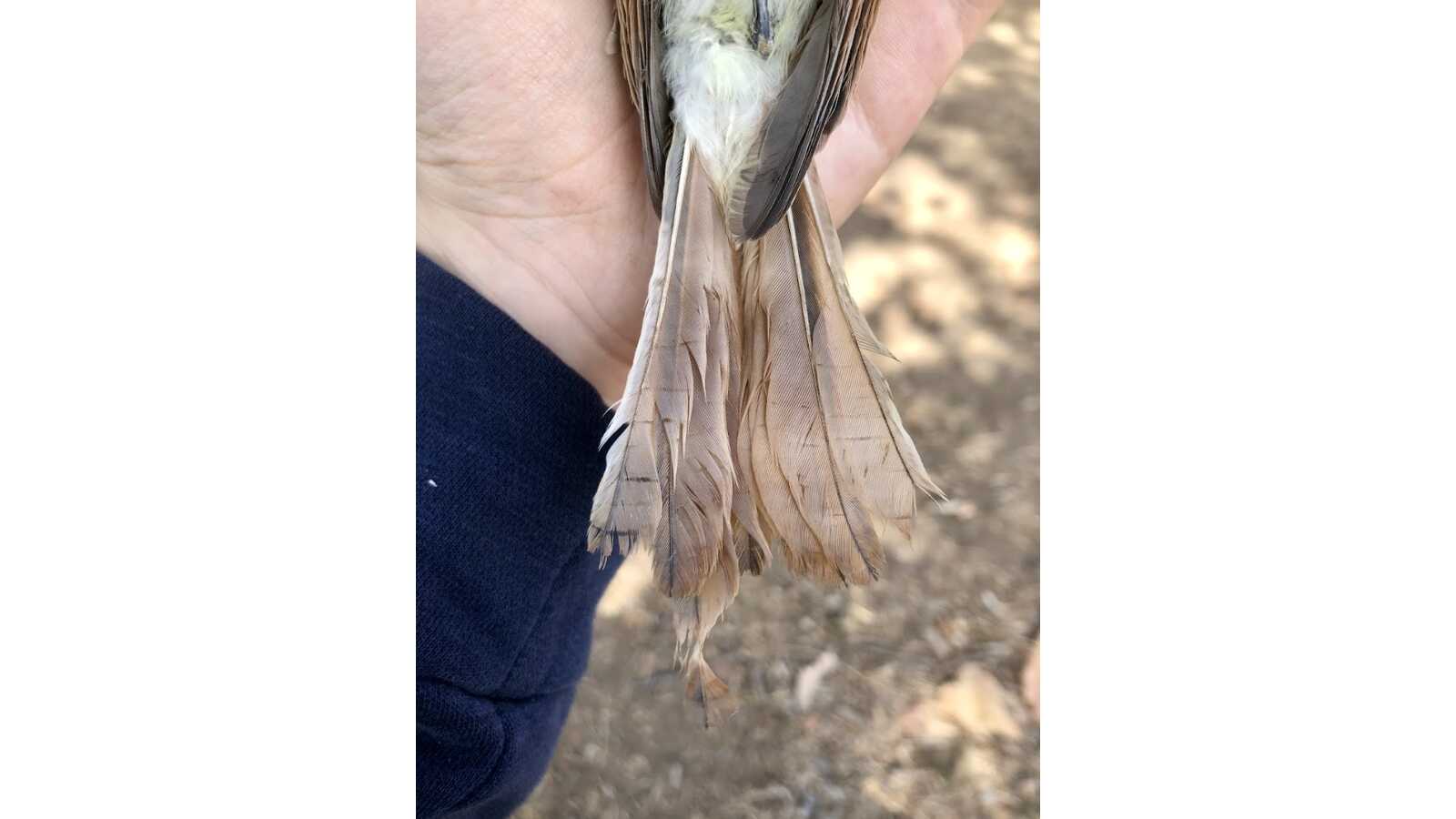 Tail of a bird held by a bander.