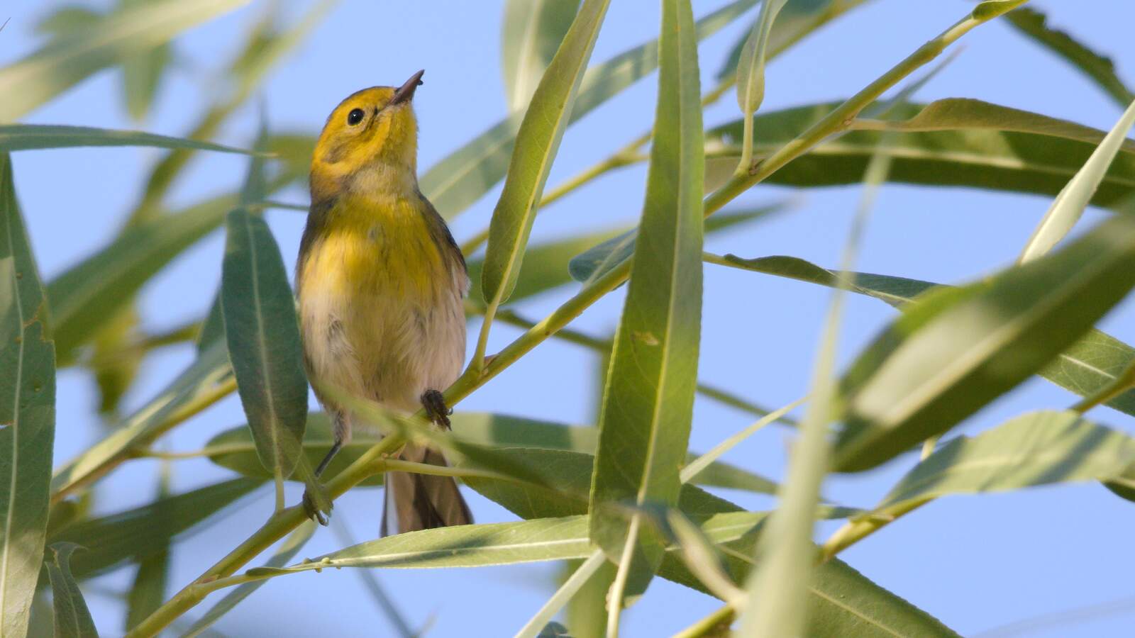 Hybrid Townsend's Warbler x Hermit Warbler