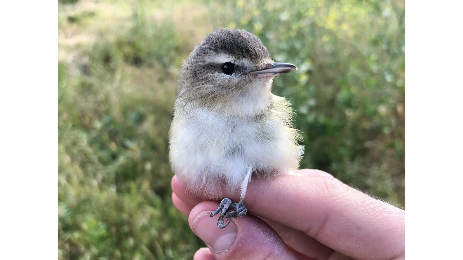 Warbling Vireo held by a bander.