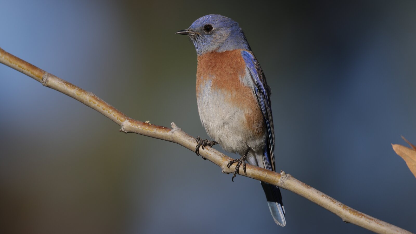 Western Bluebird