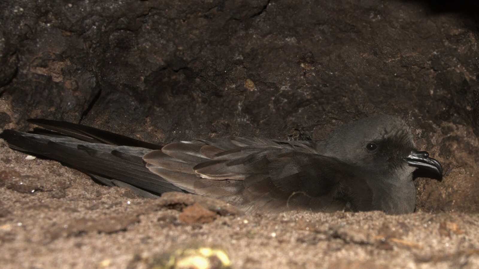 Ainley's Storm-Petrel on a nest.