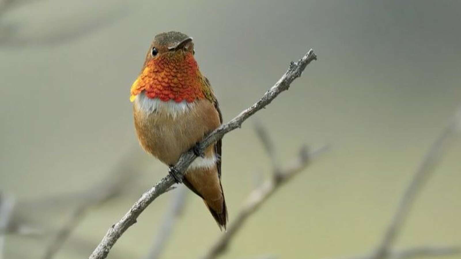 Allen's Hummingbird