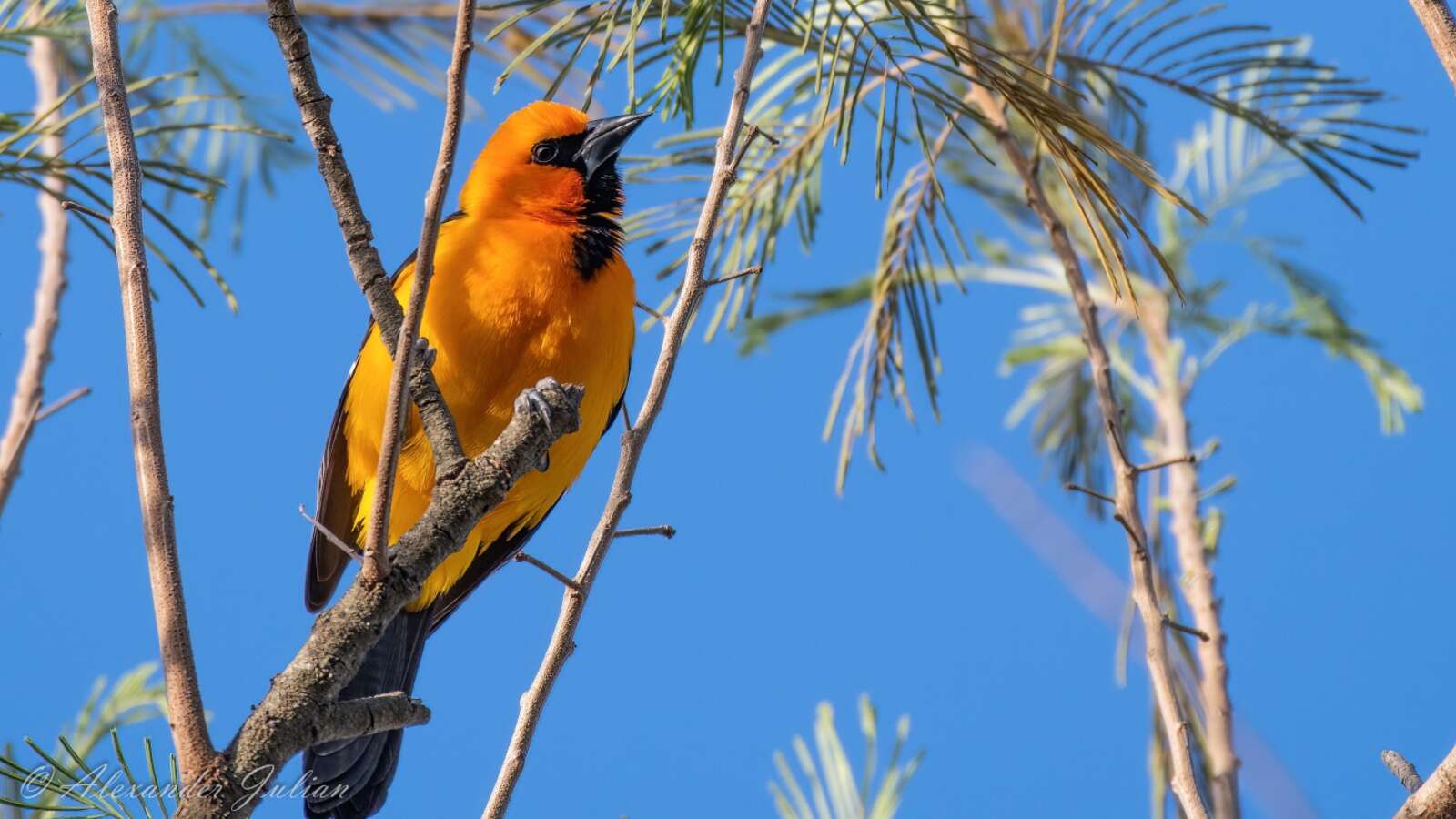 Altamira Oriole