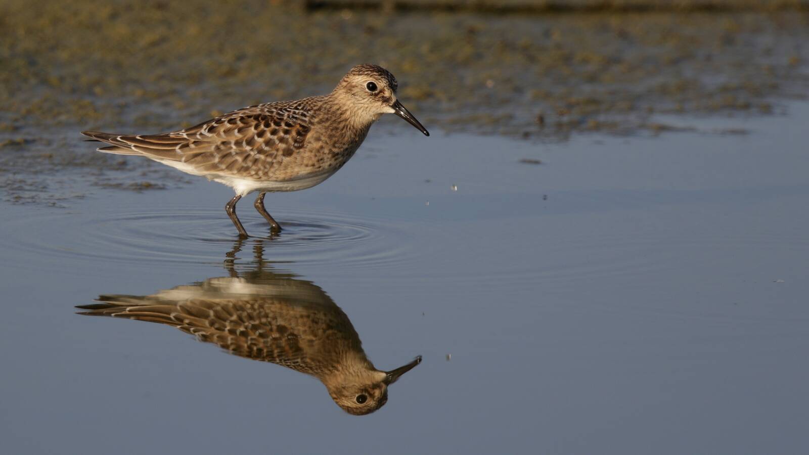 Baird's Sandpiper