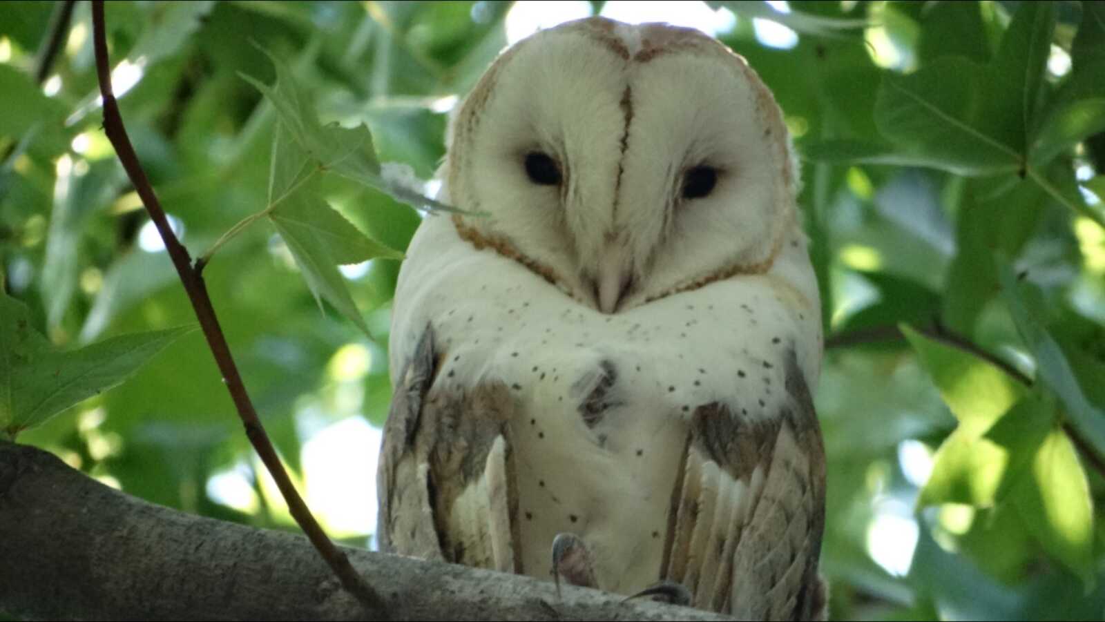 Barn Owl