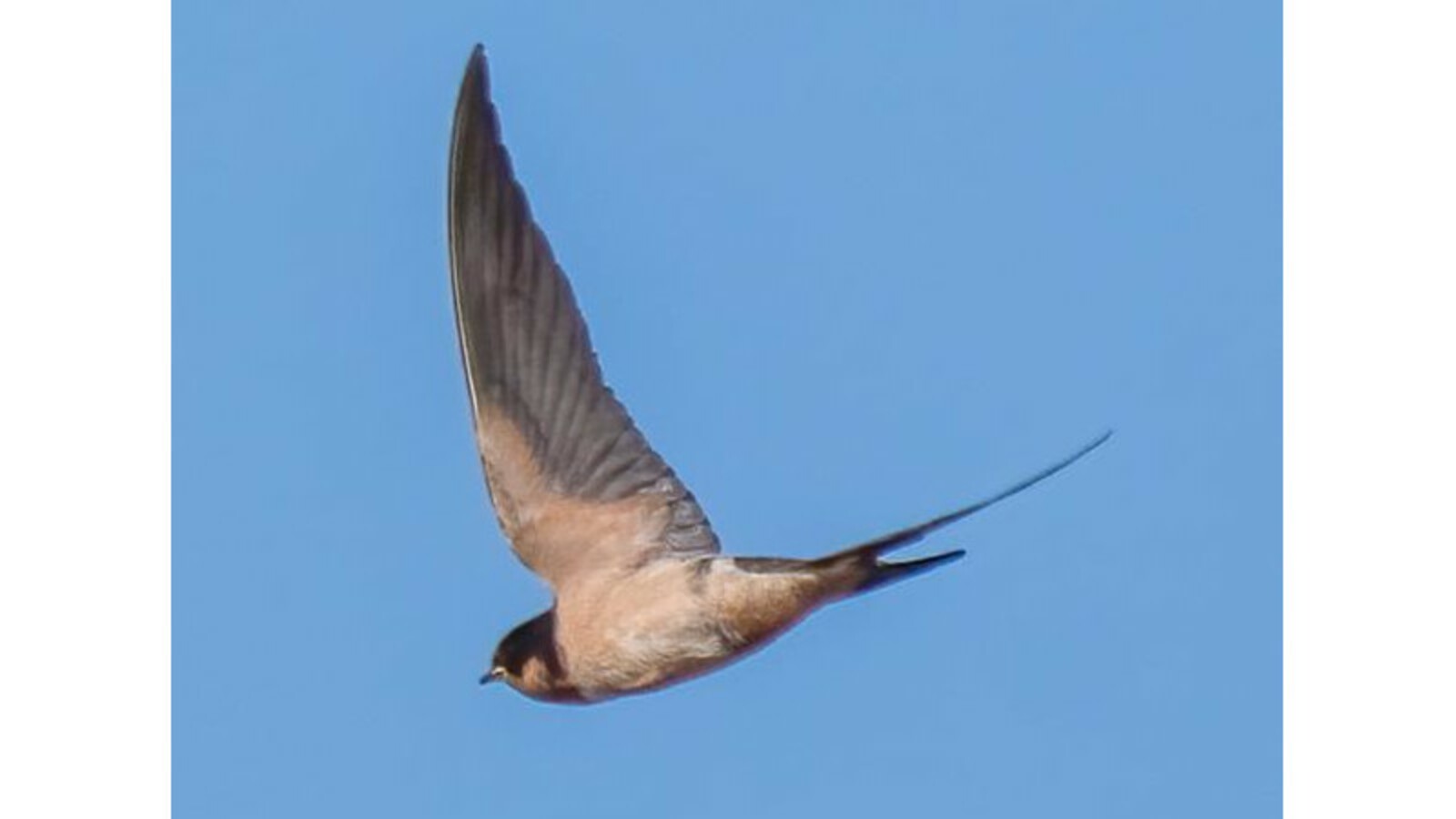 Barn Swallow