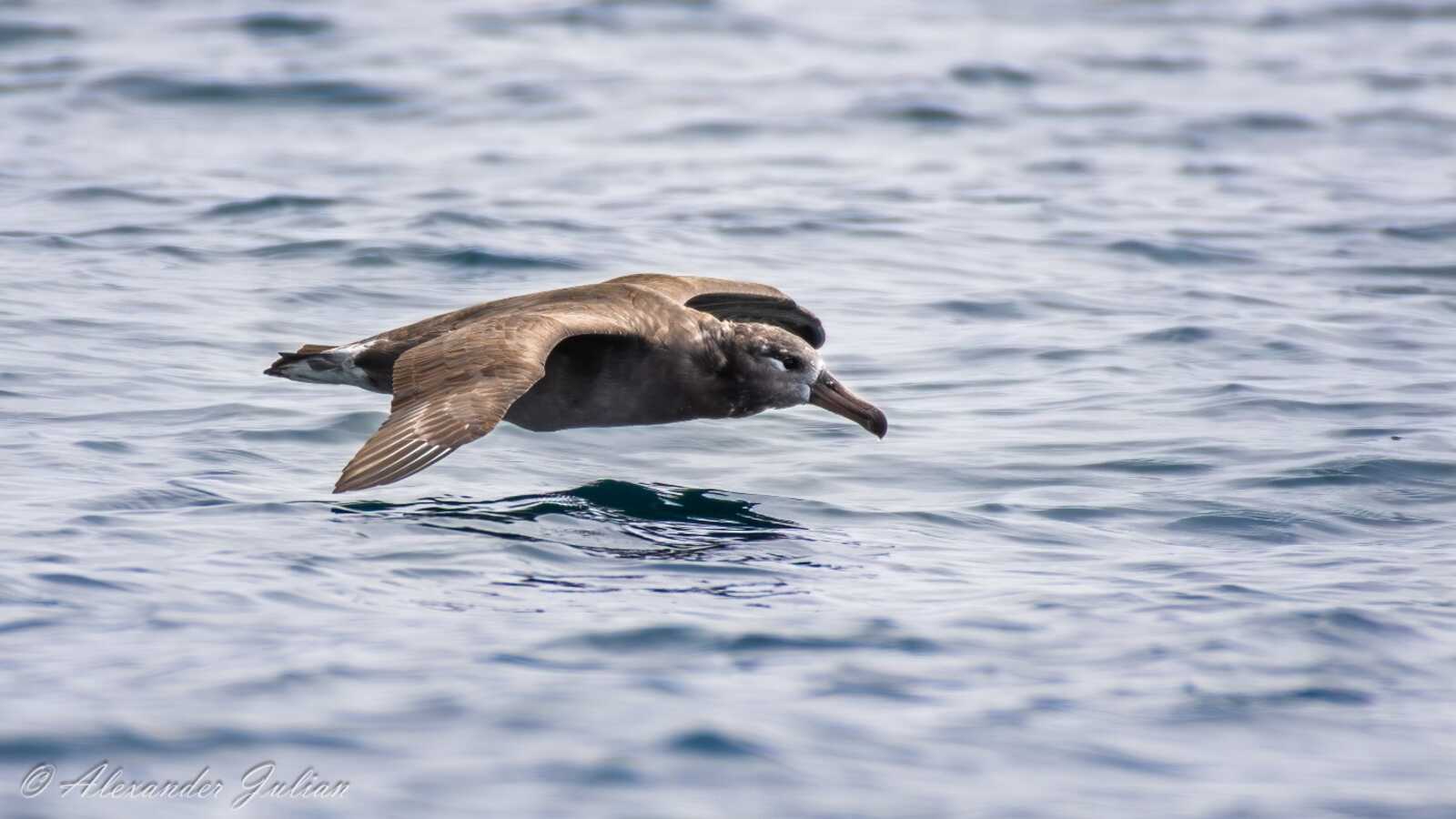 Black-footed Albatross