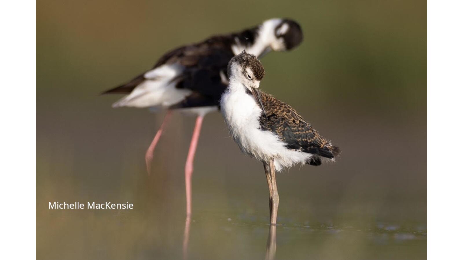CA Breeding Bird Atlas