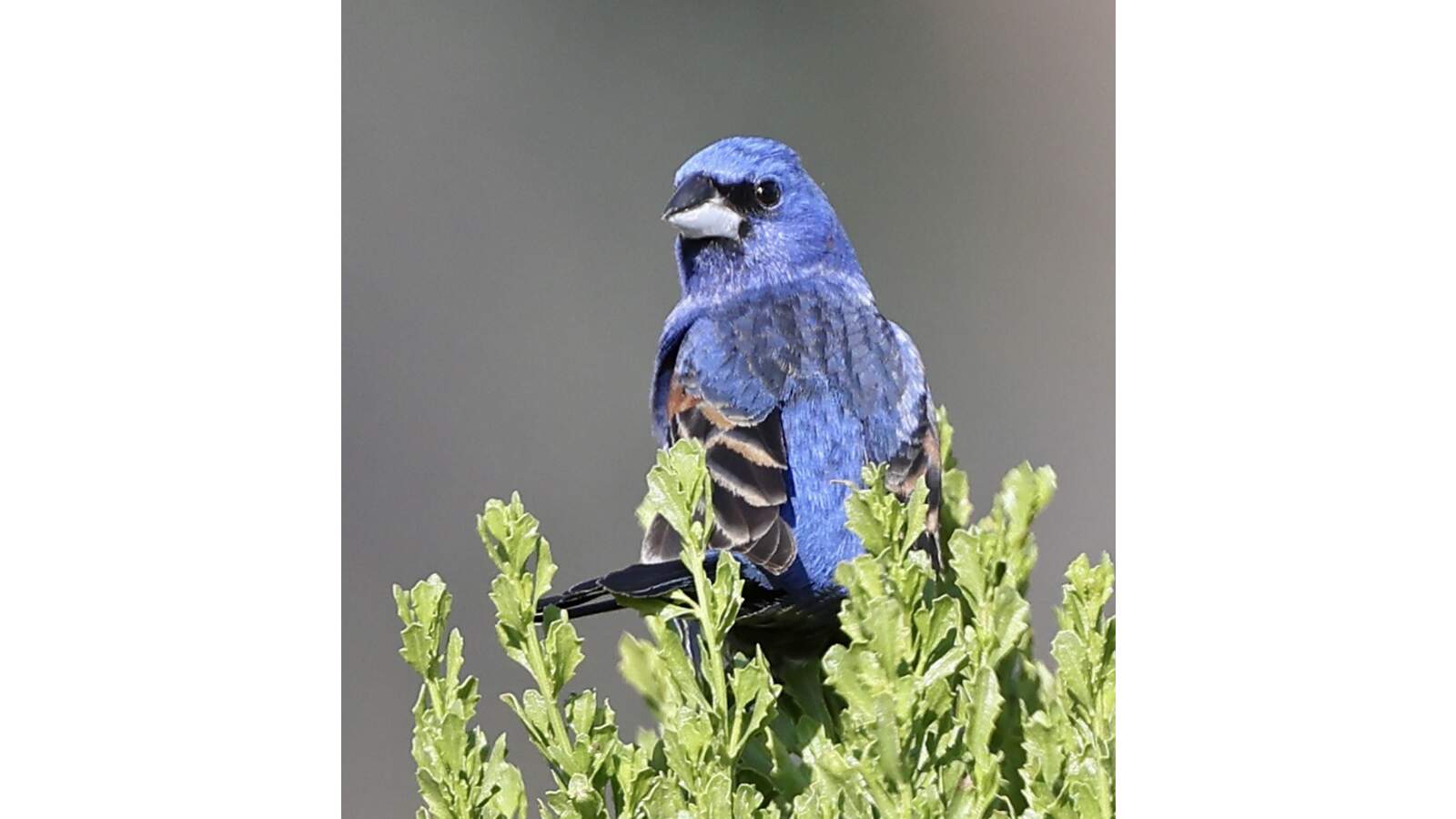 Blue Grosbeak