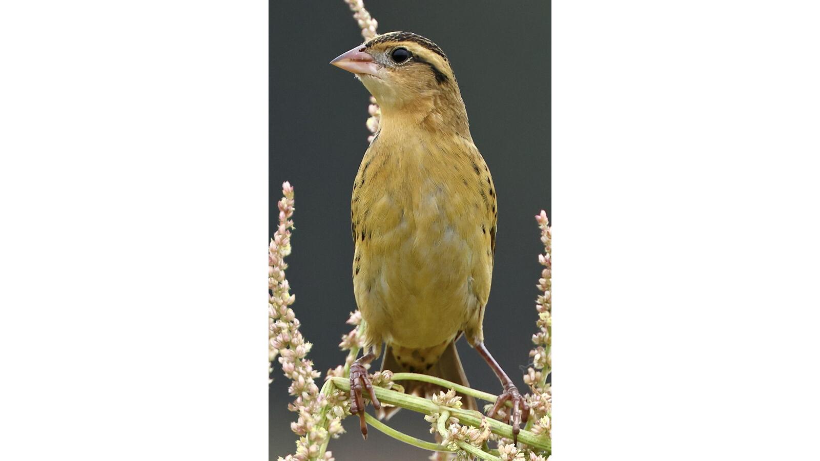 Bobolink