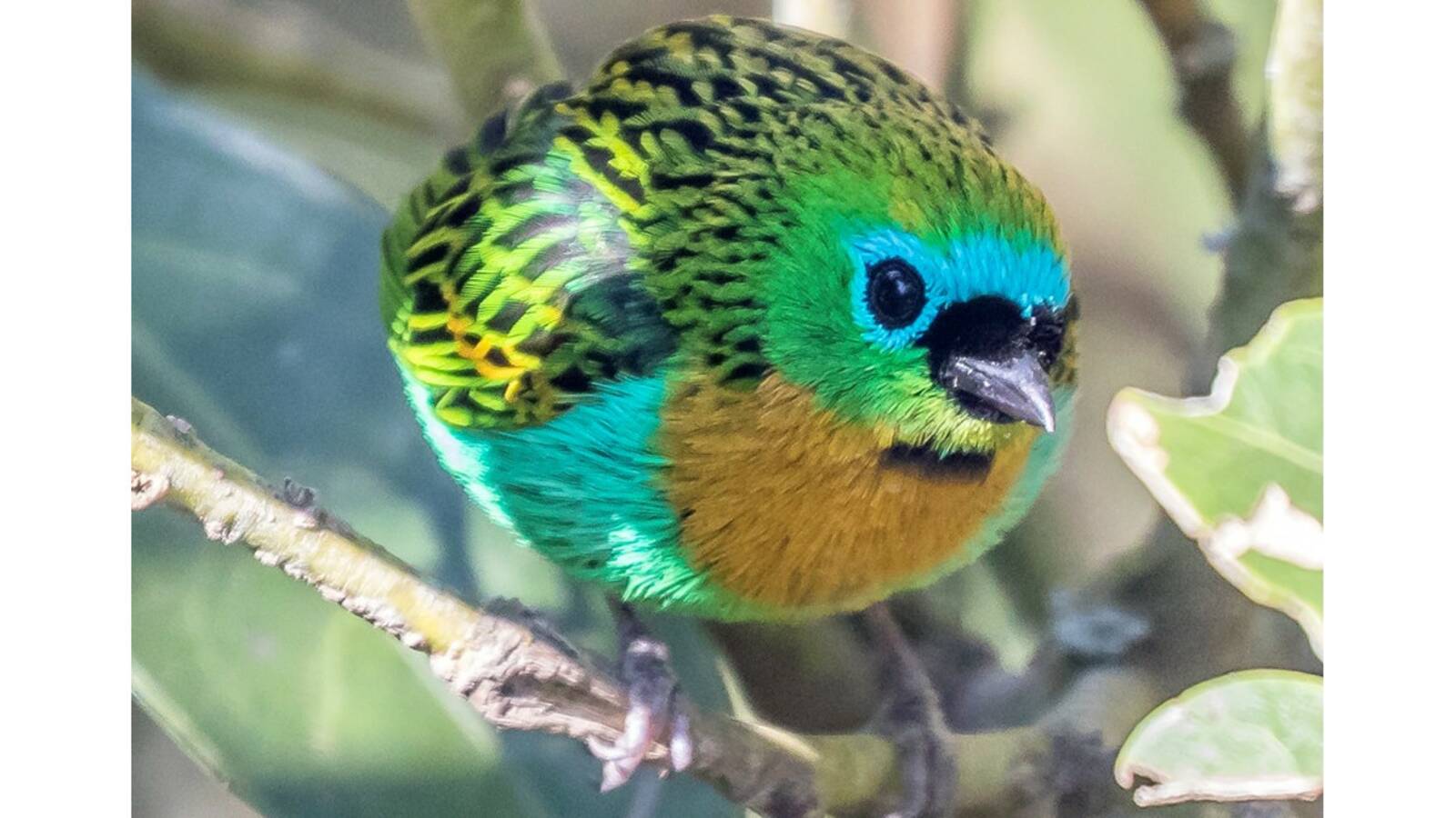 Brassy-breasted Tanager