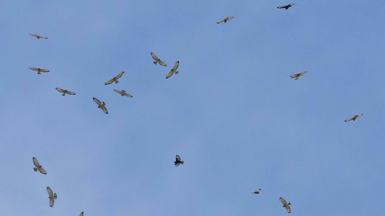 Broad-winged Hawks by Ted Keyel
