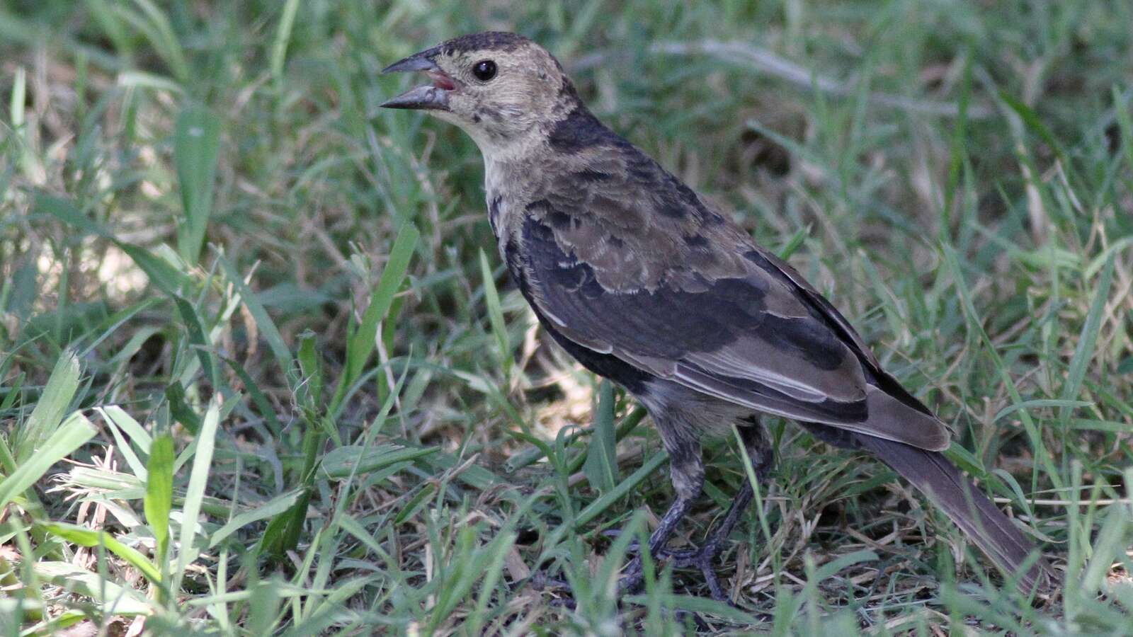 Brown-headed Cowbird molting.