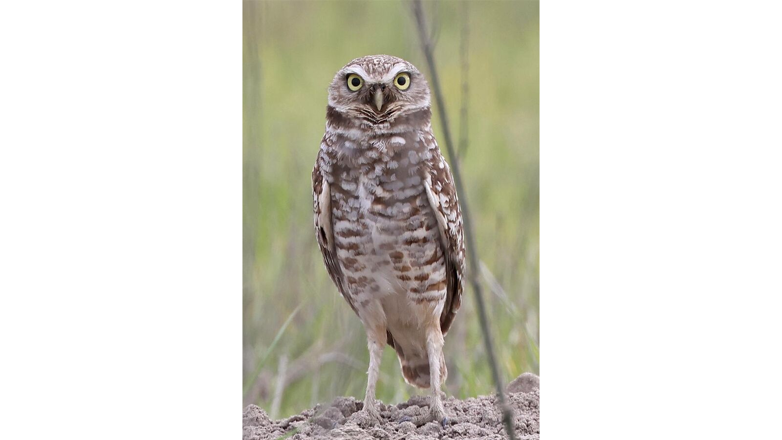 Burrowing Owl