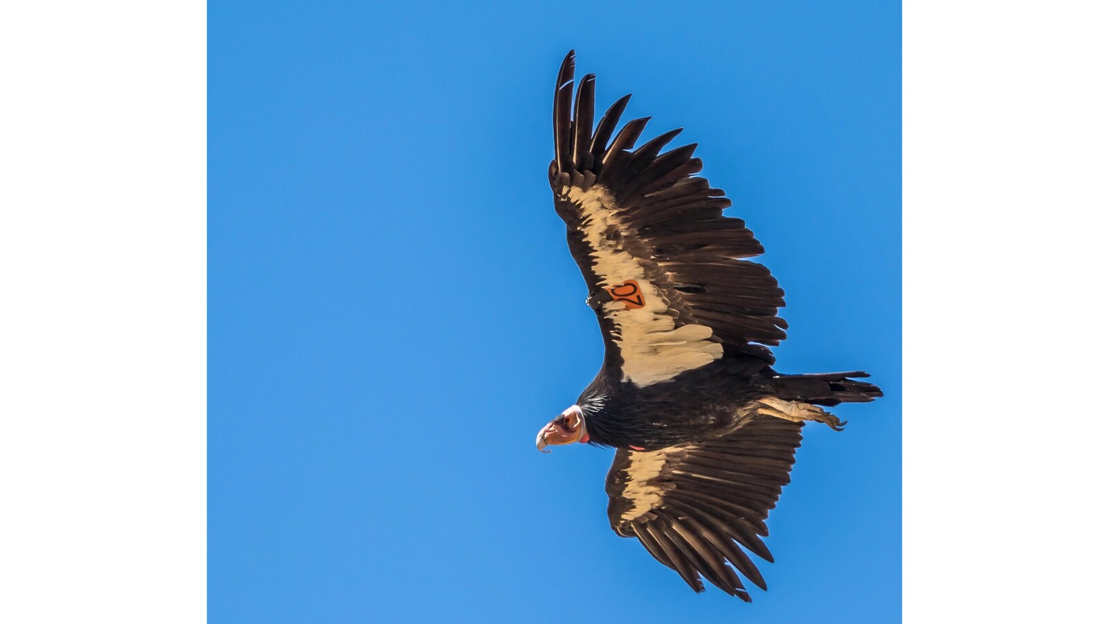 California Condor