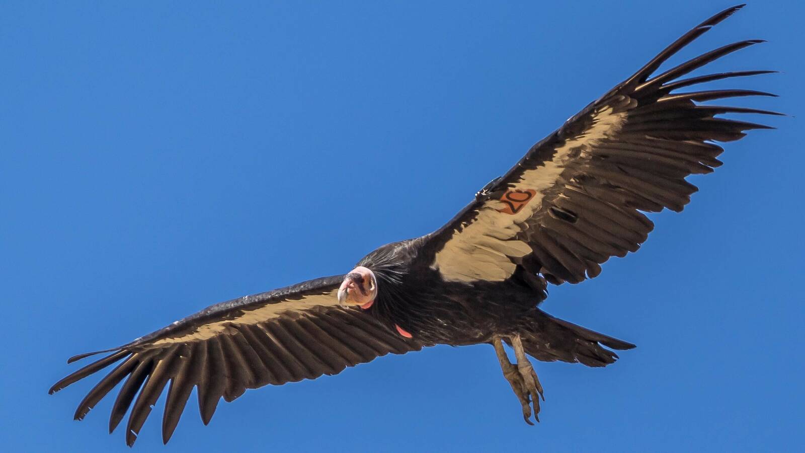 California Condor