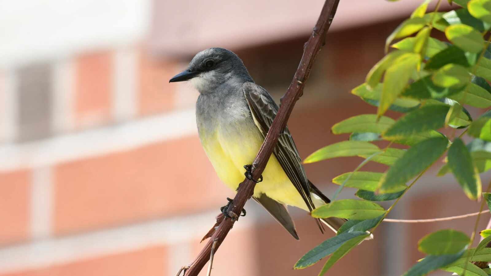 Cassin's Kingbird