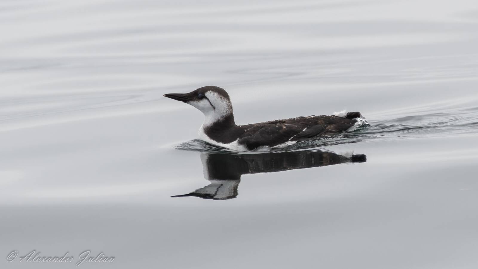 Common Murre