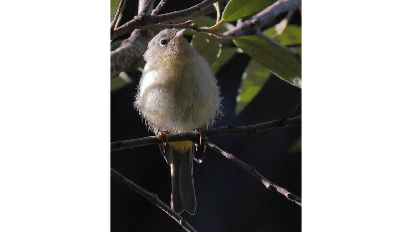 Confusing warbler