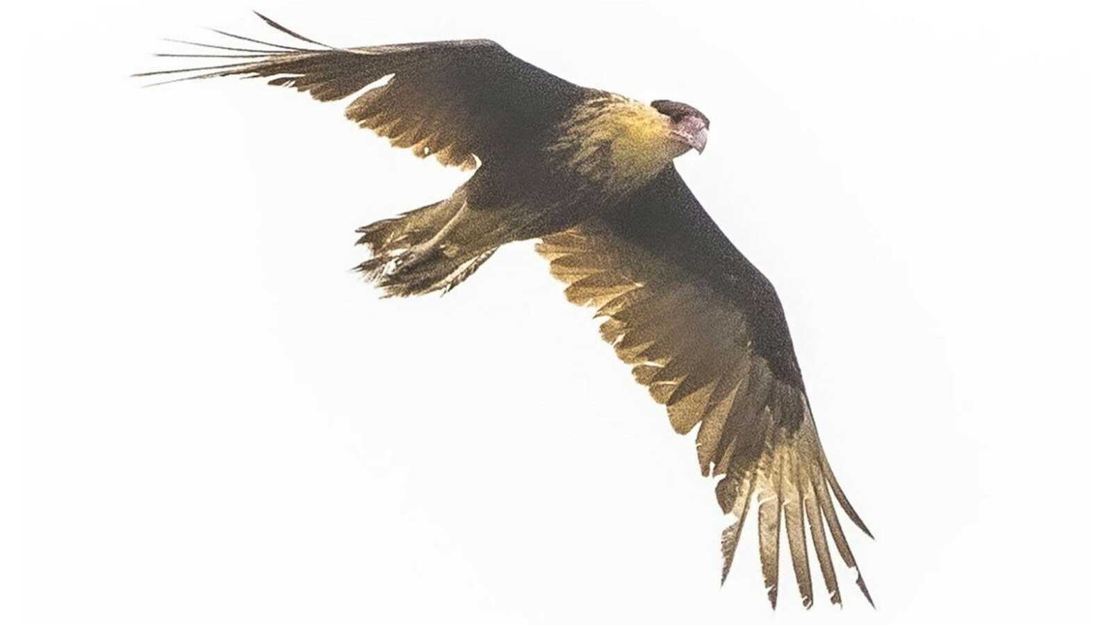 Crested Caracara found by Van