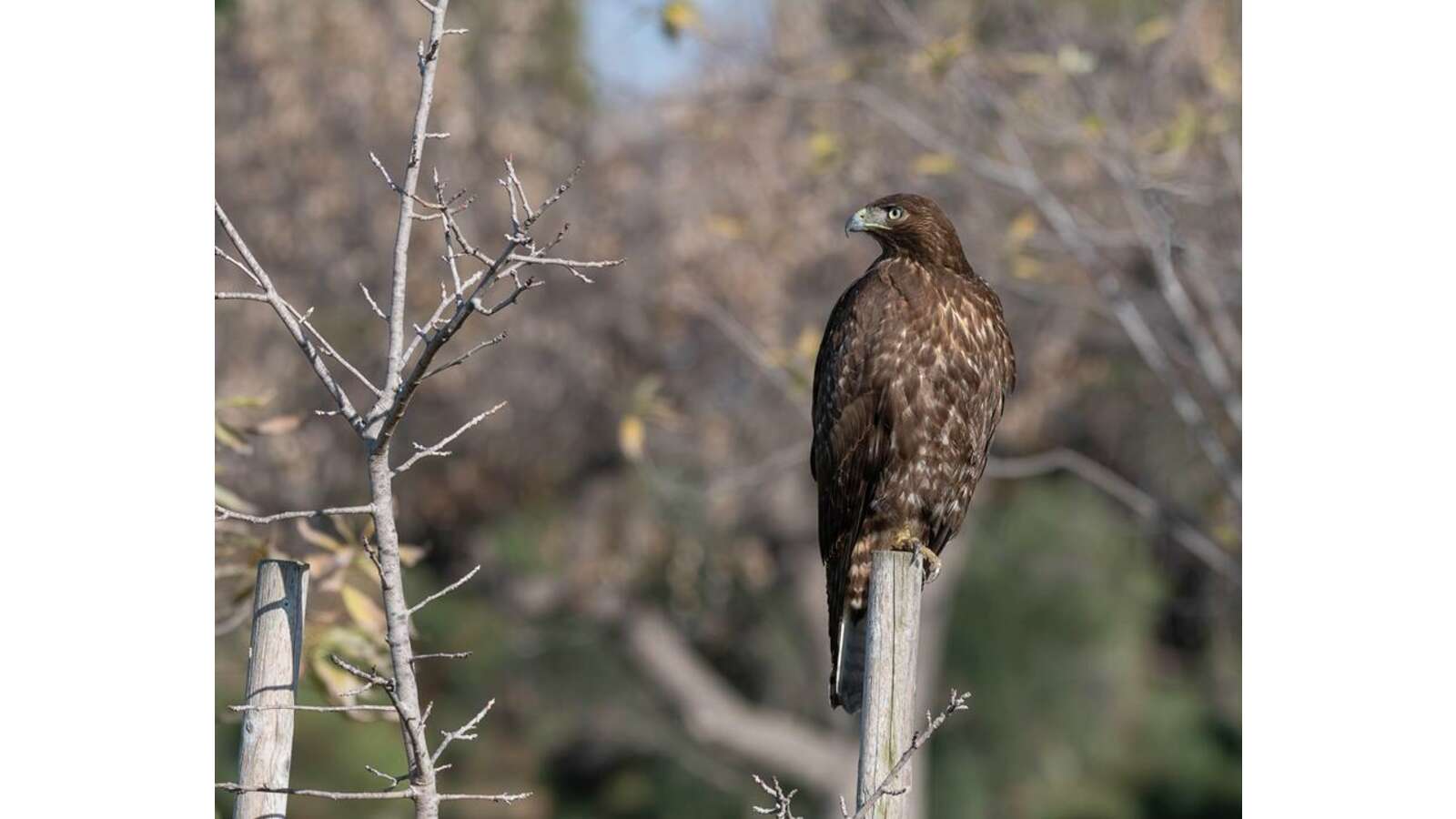 Dark morph Red-tailed Hawk