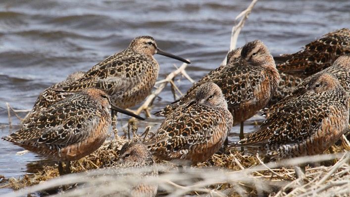 Short-billed Dowitcher in flock of Long-billed Dowitchers