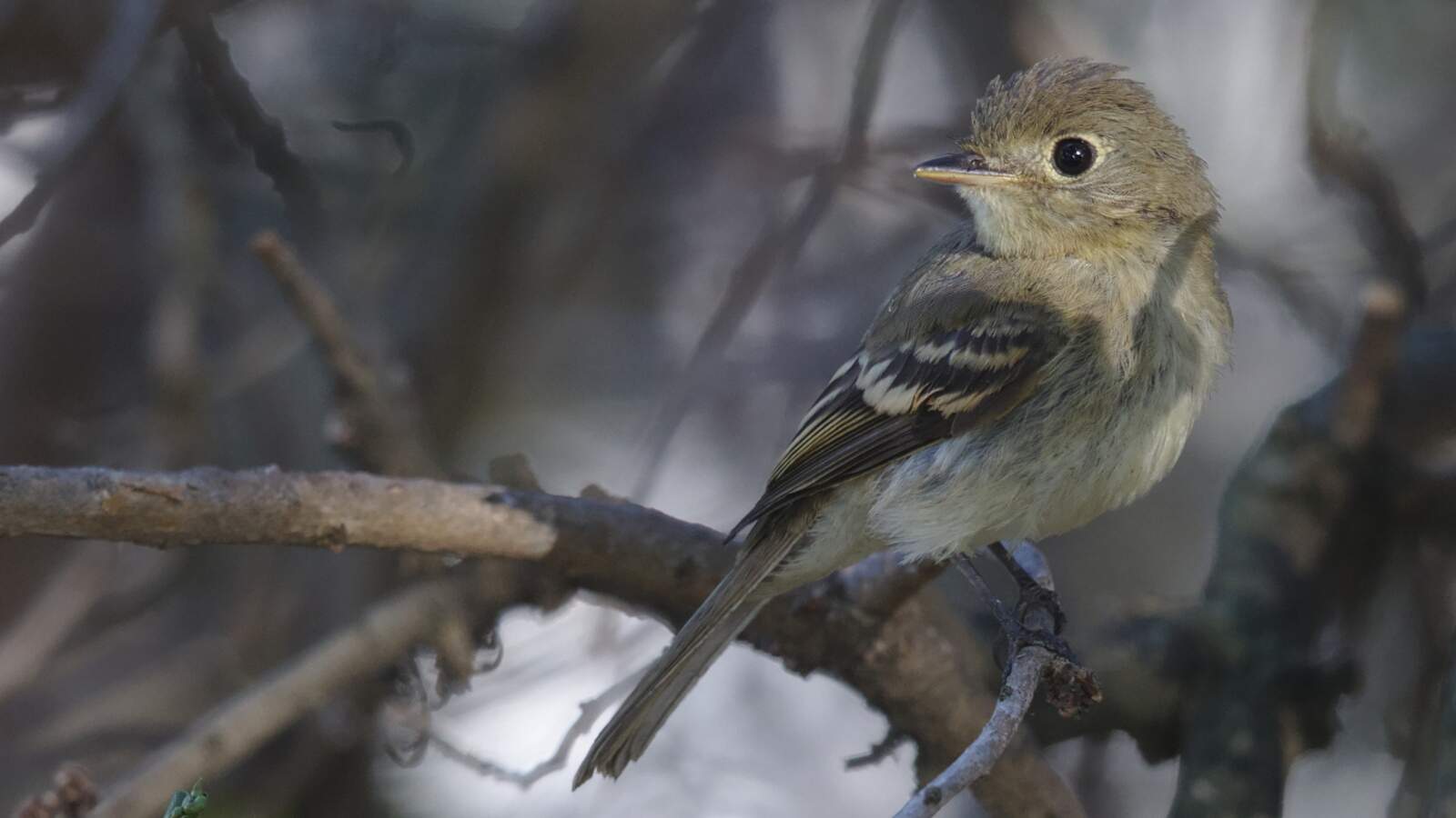 Empidonax flycatcher