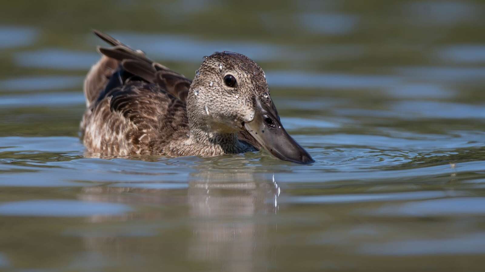 Dabbling Duck ID