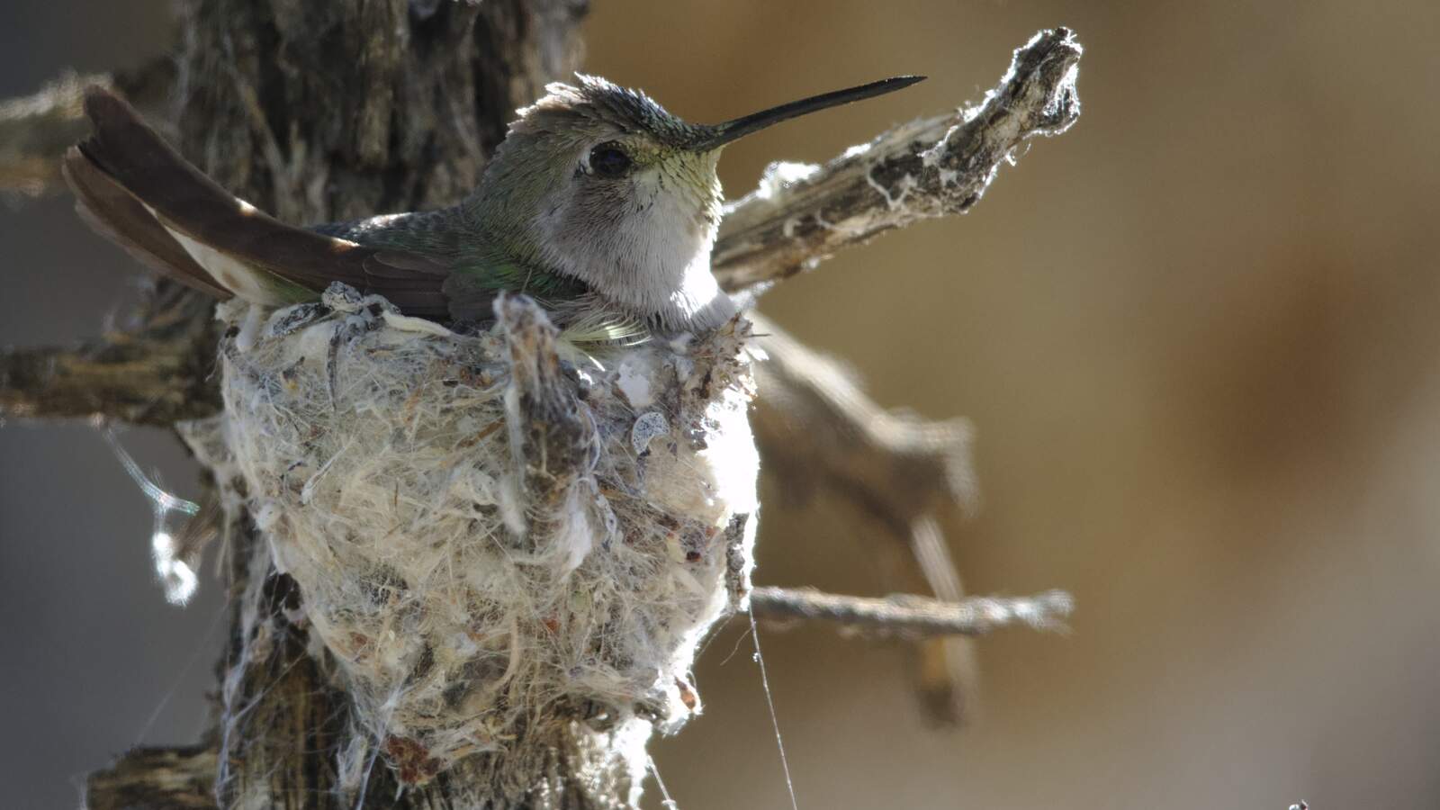 Female Costa's Hummingbird
