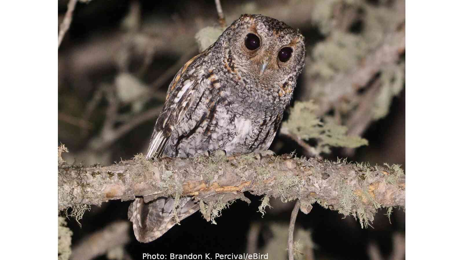 Flammulated Owl