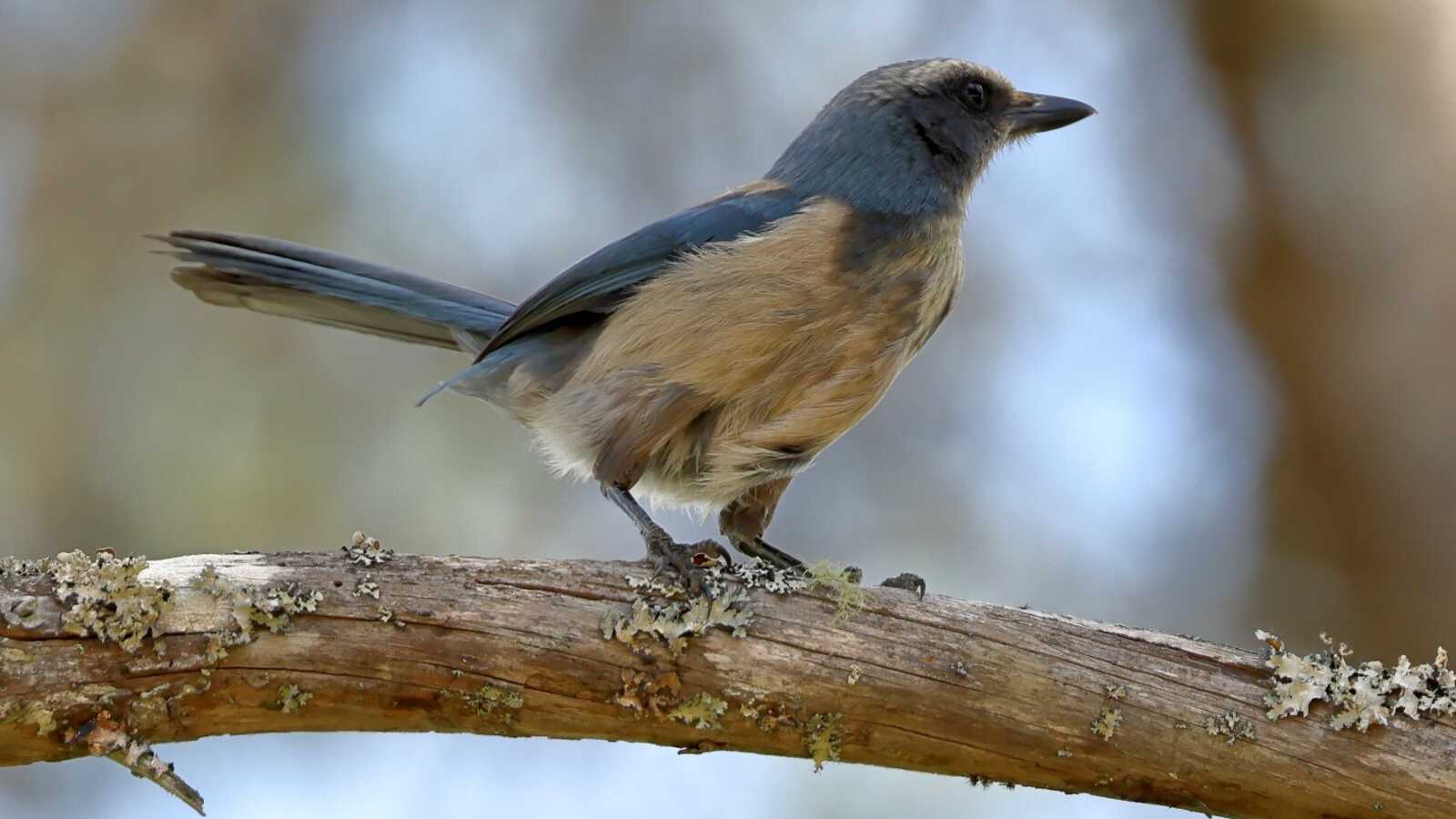 Florida Scrub-Jay