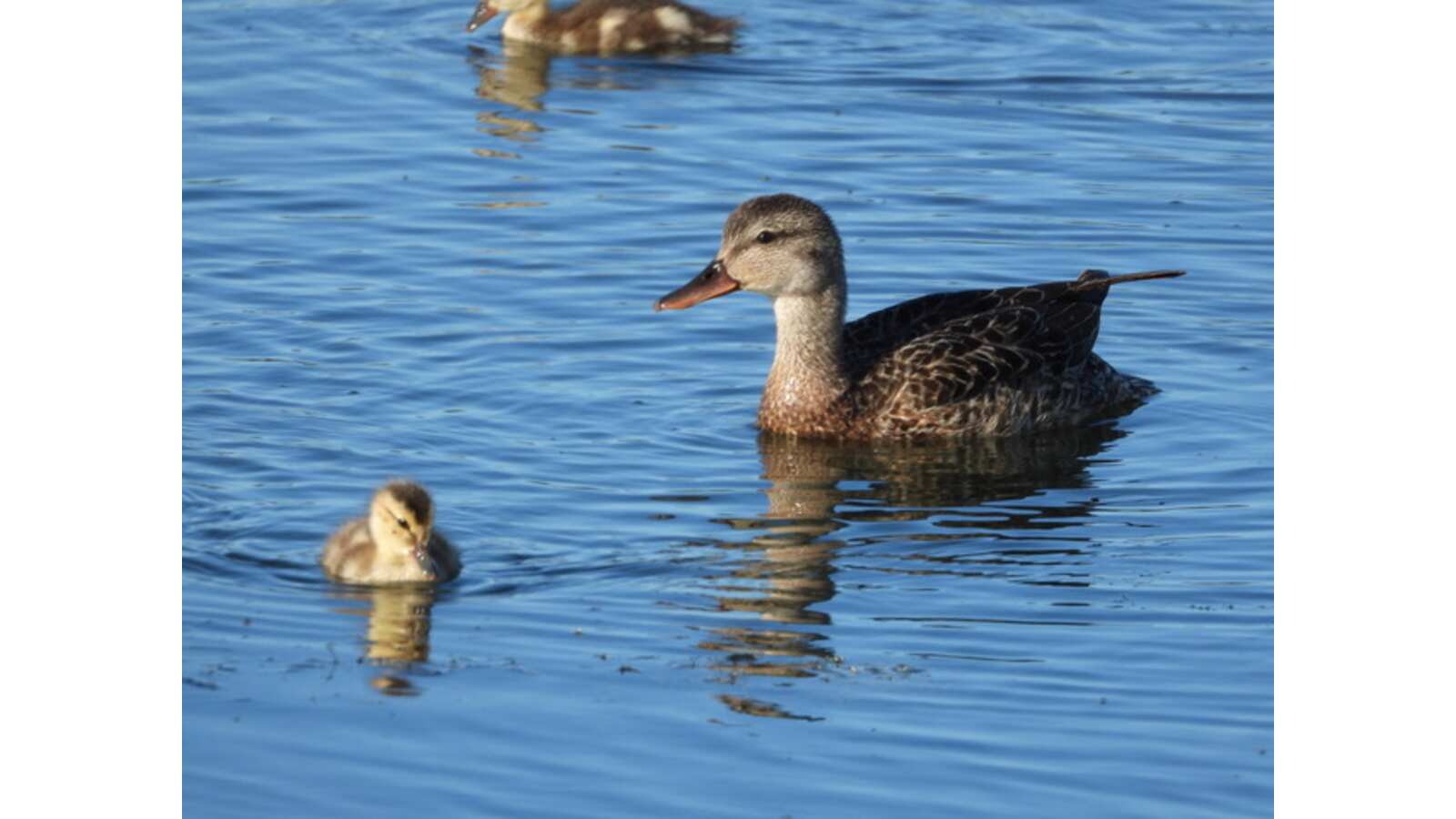 Gadwall with chicks