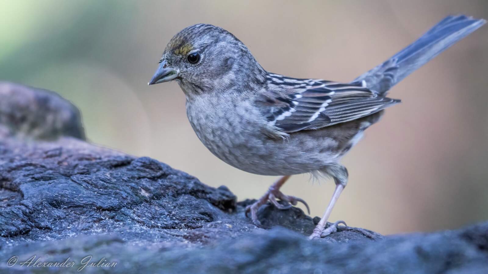 Golden-crowned Sparrow