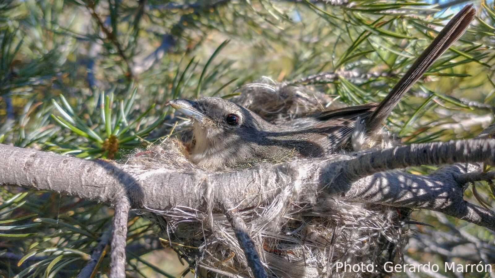 Gray Vireo on nest