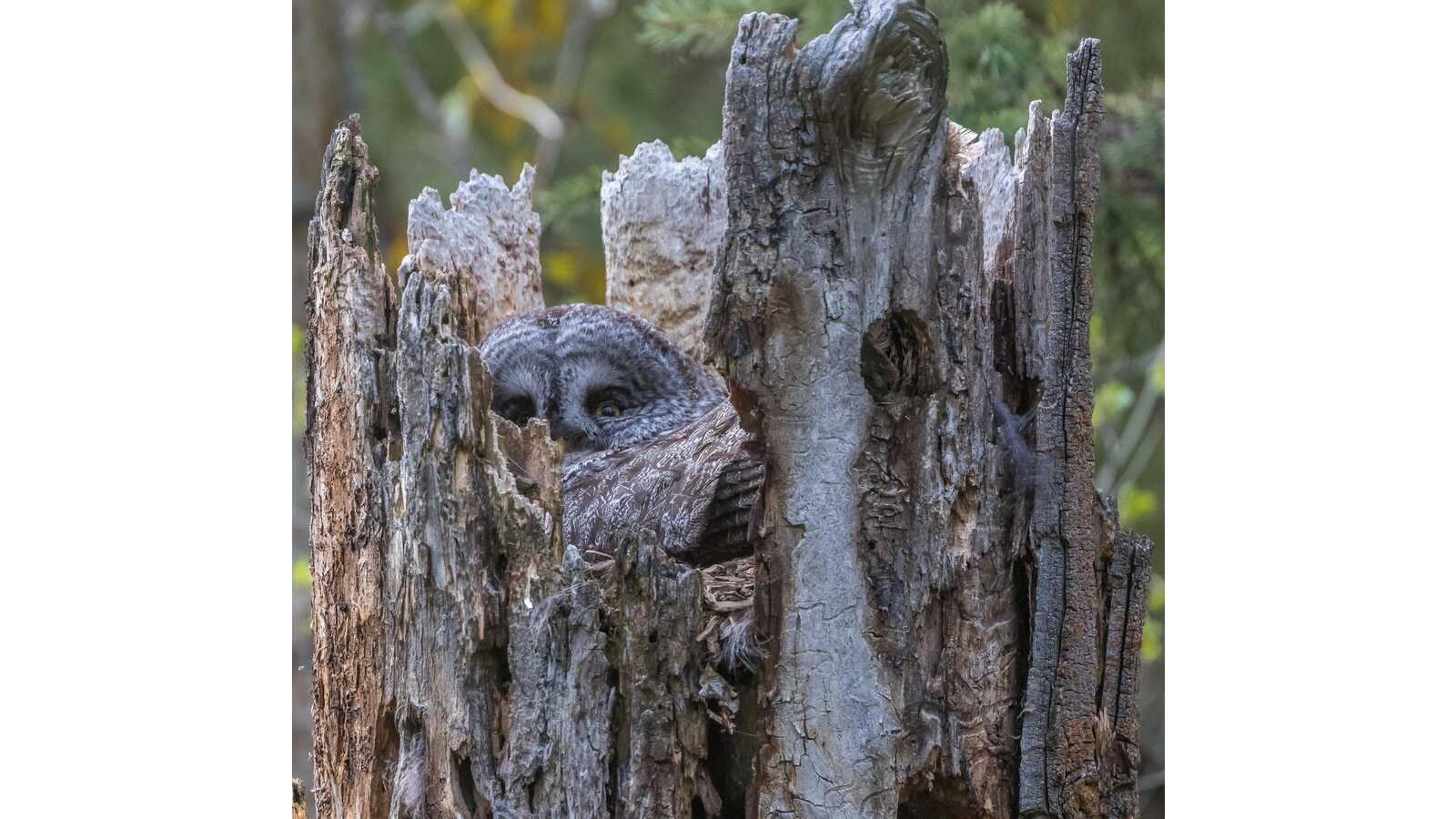 Great Gray Owl peeking out of a stump