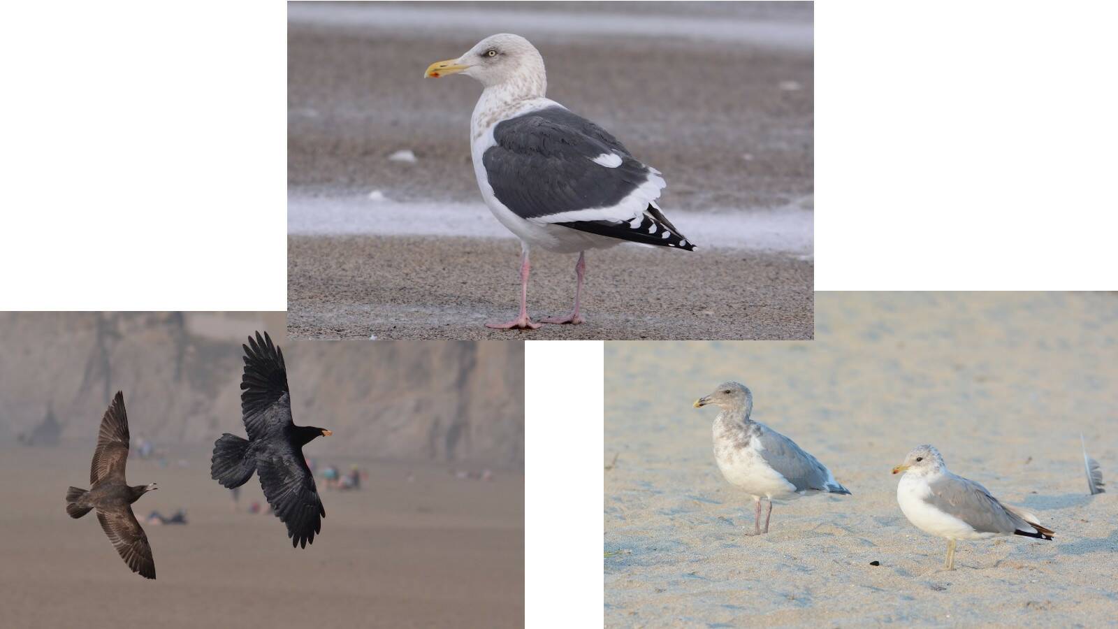 Photos of various gull species