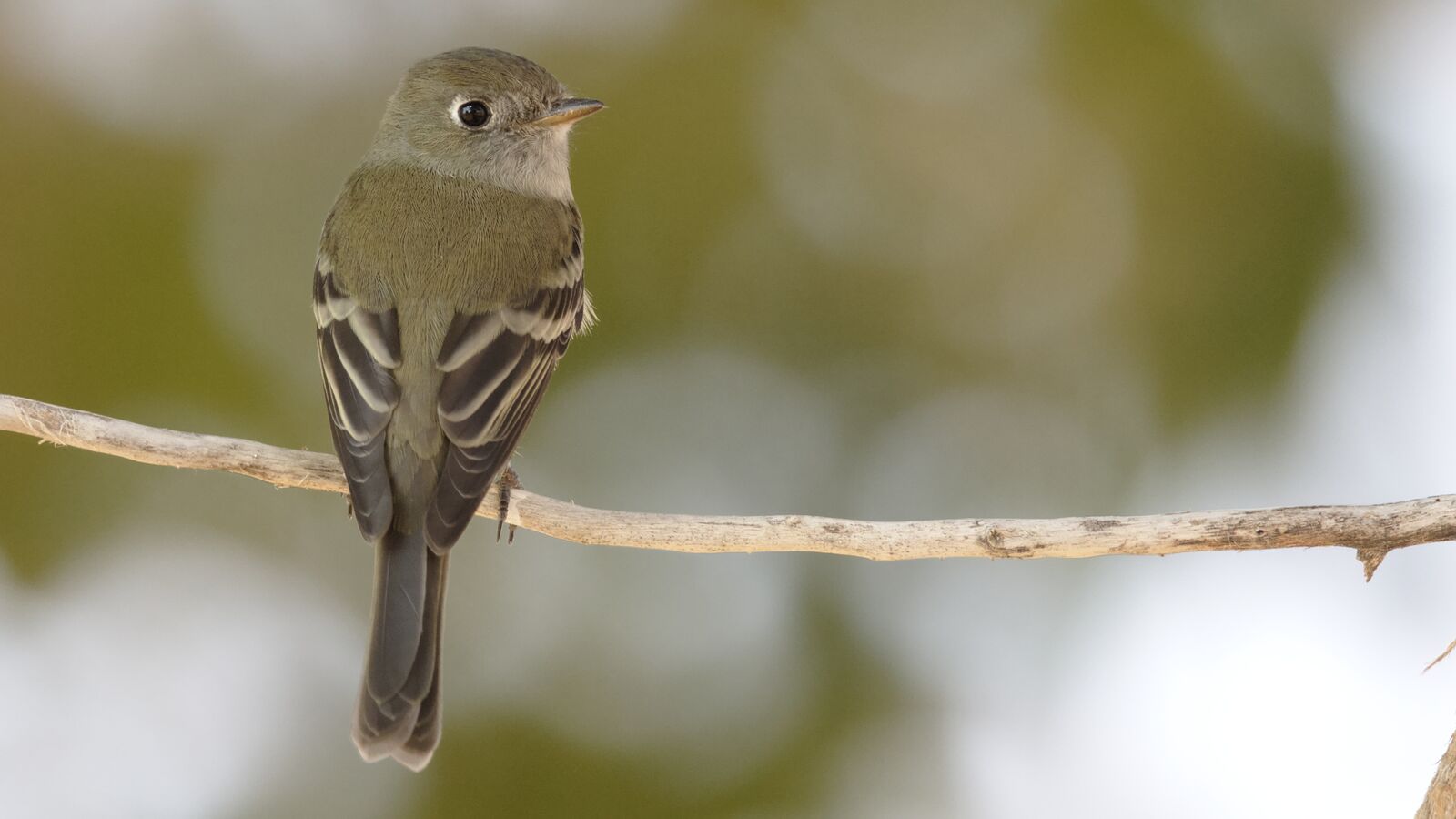 Hammond's Flycatcher
