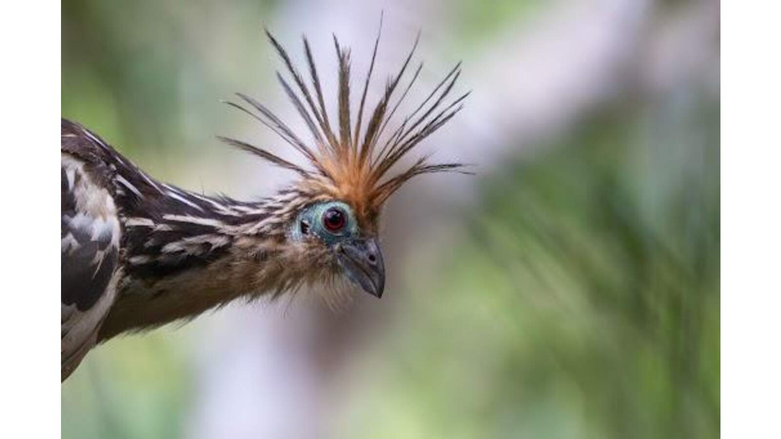 Hoatzin