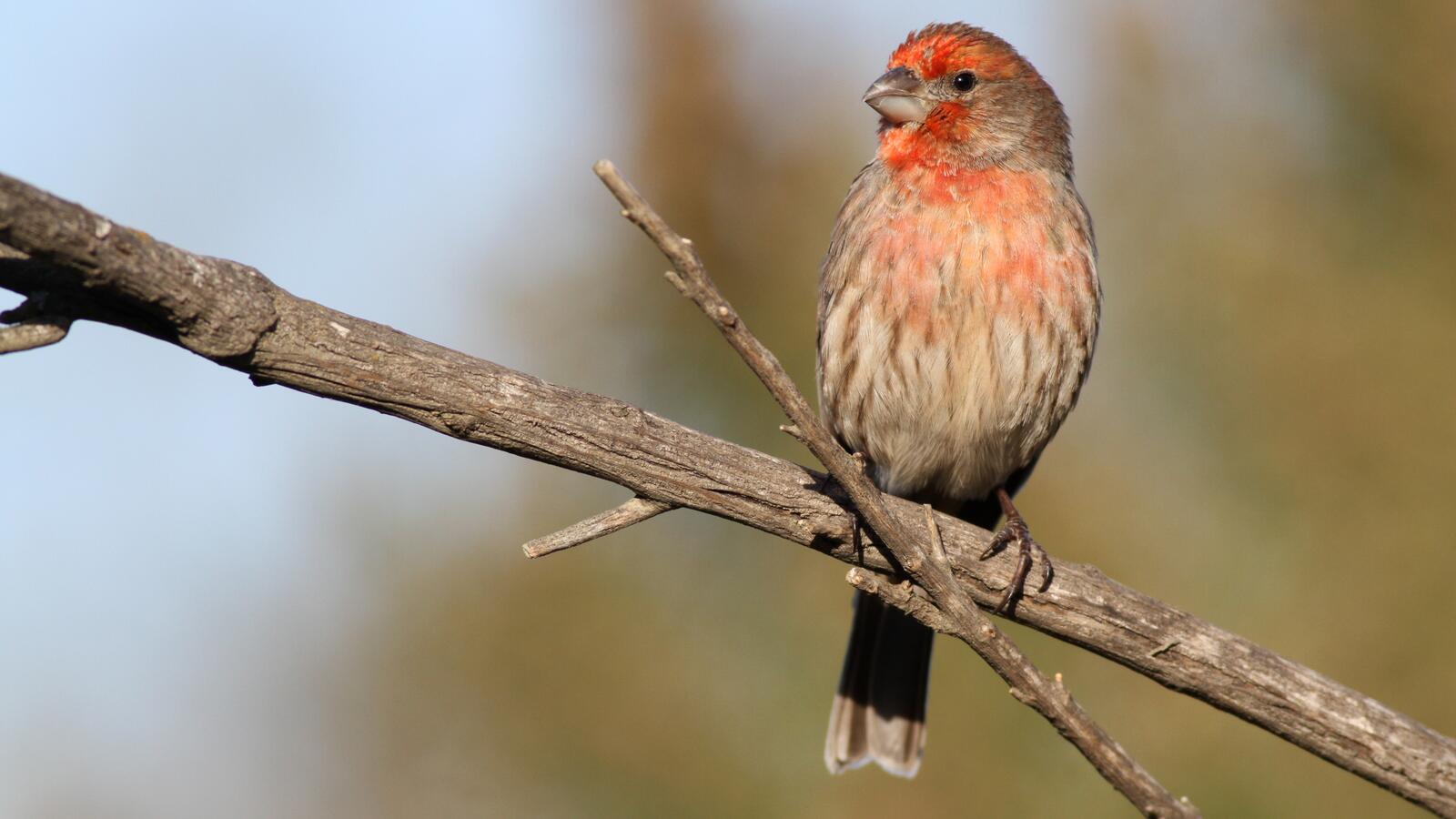 House Finch