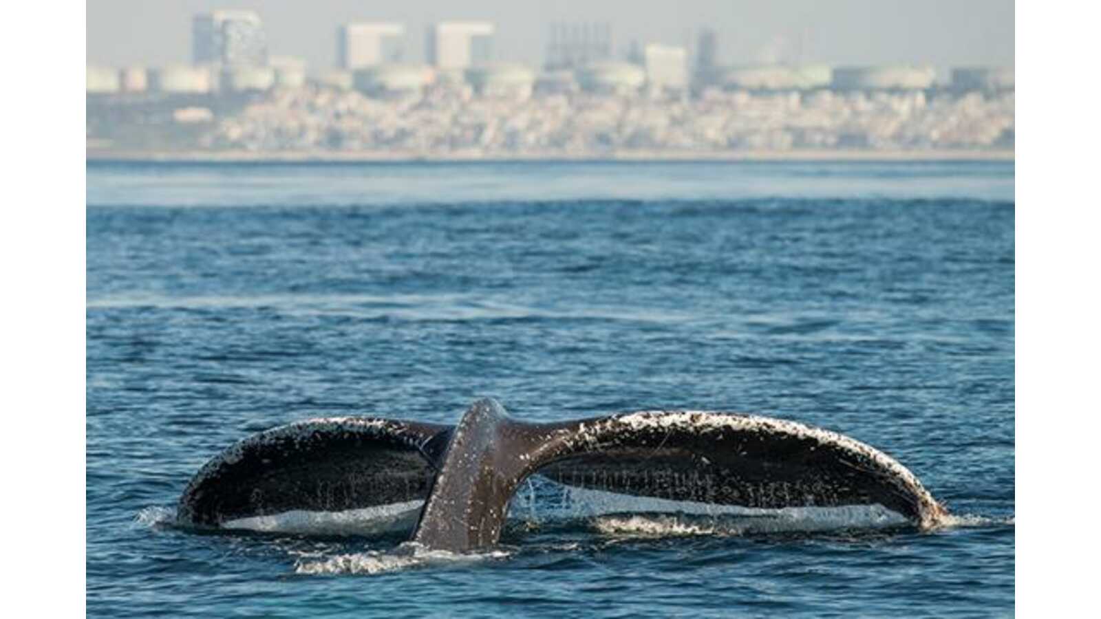 Humpback Whale