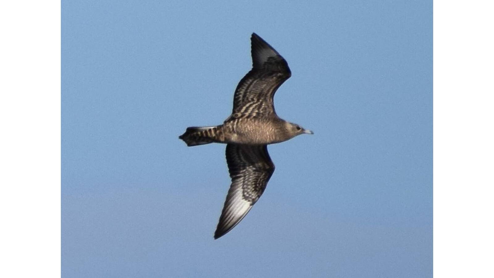 Juvenile Parasitic Jaeger