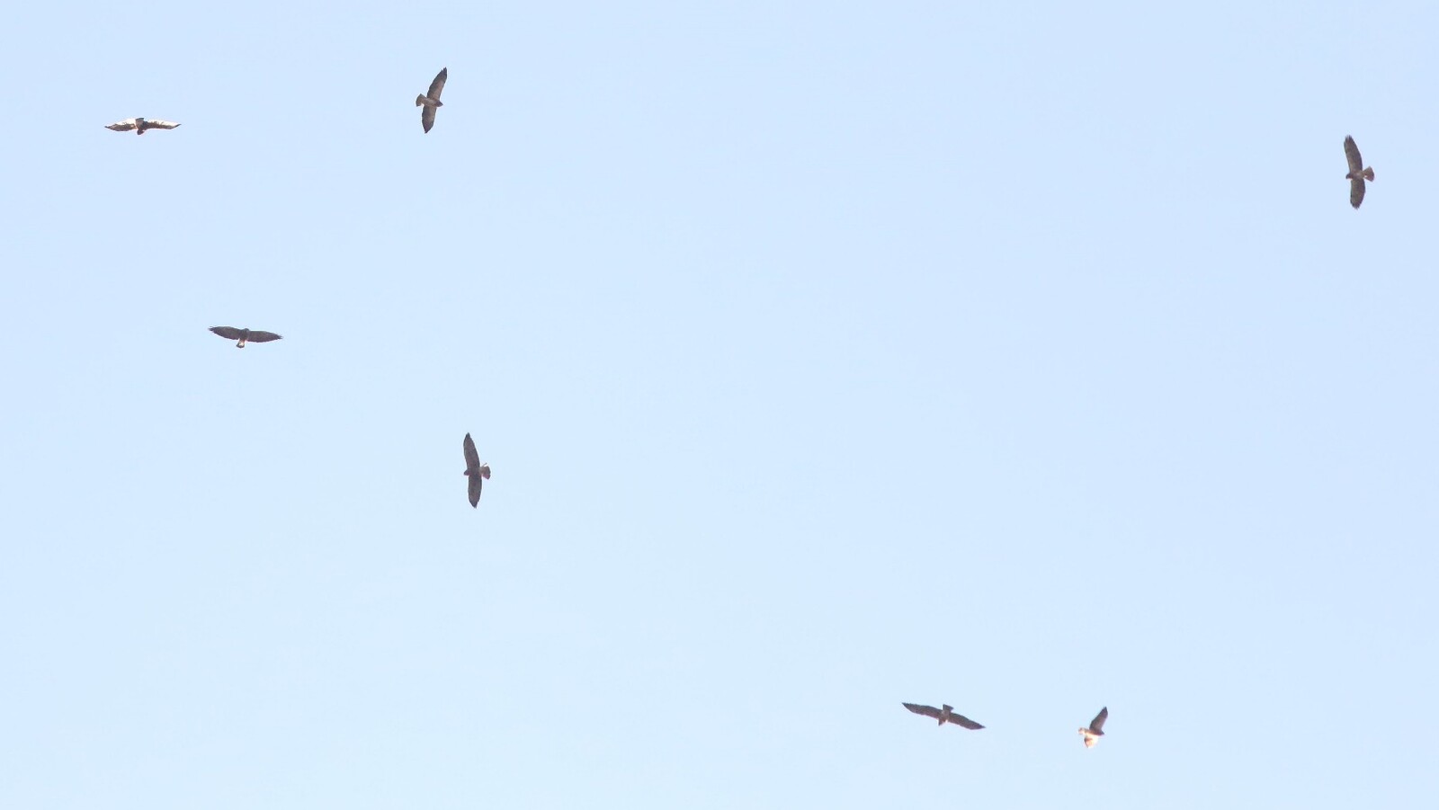 Kettle of Swainson's Hawks