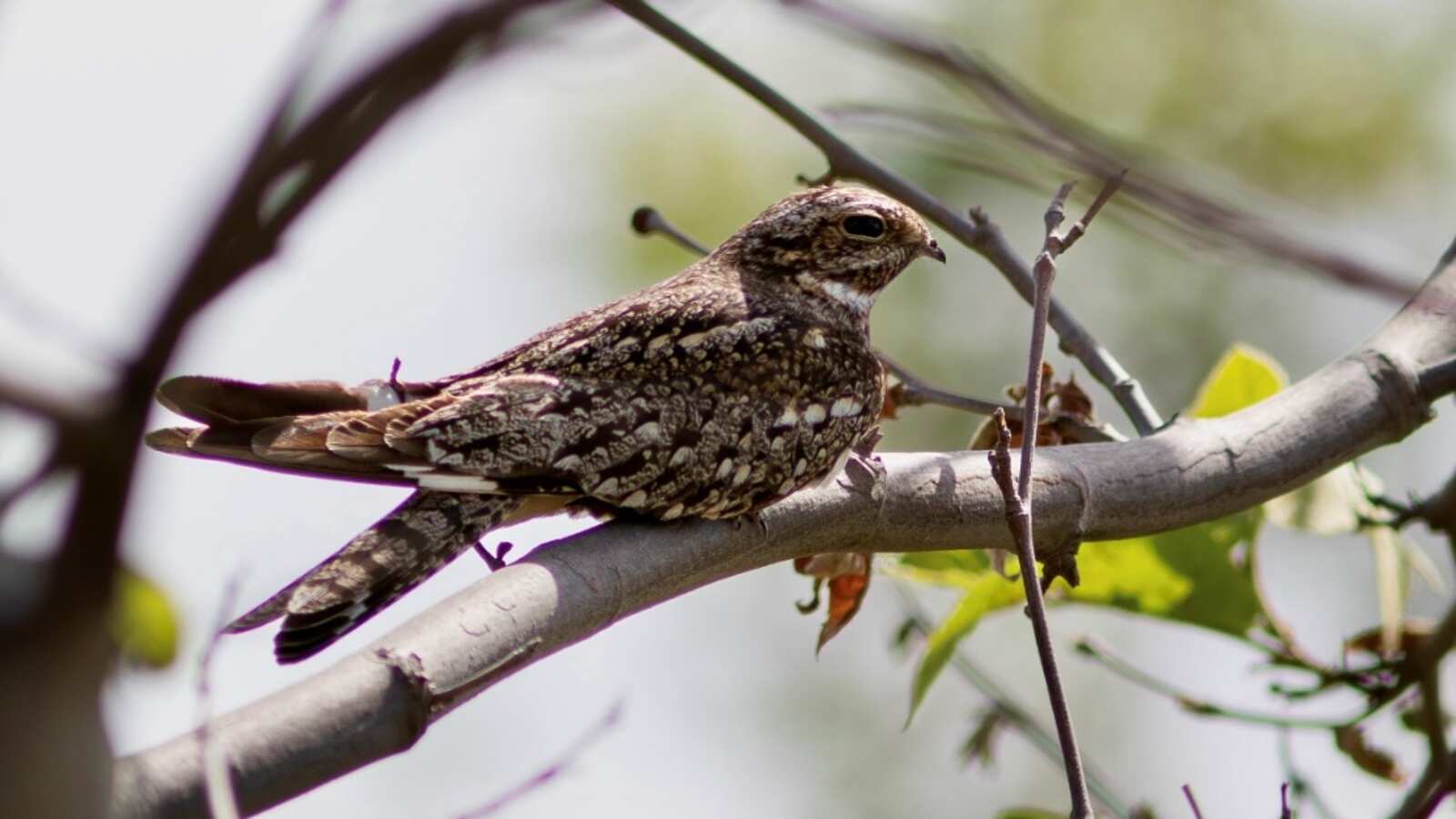 Nightjars
