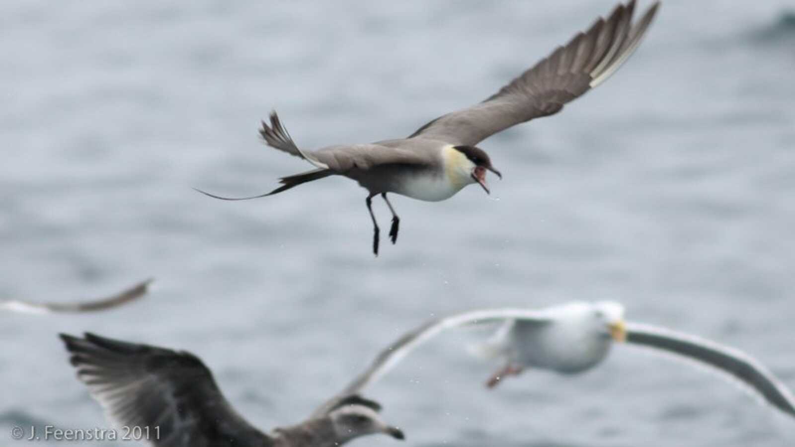 Long-tailed Jaeger harassing gulls.
