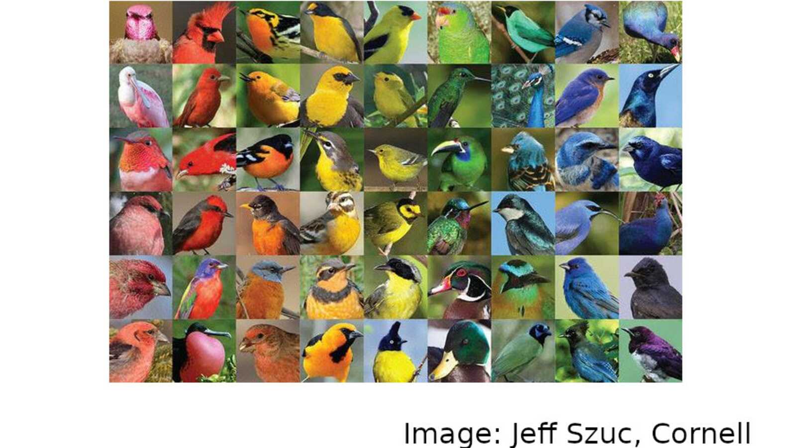 Mosaic of colorful birds