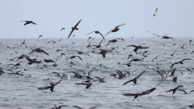 Field Trip: Winter Pelagic