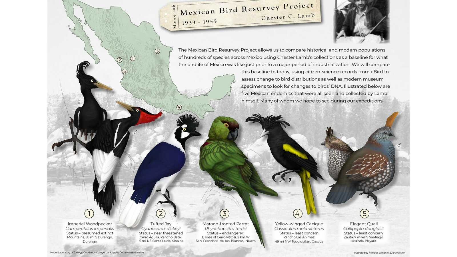 Graphic from Mexican Bird Resurvey Project