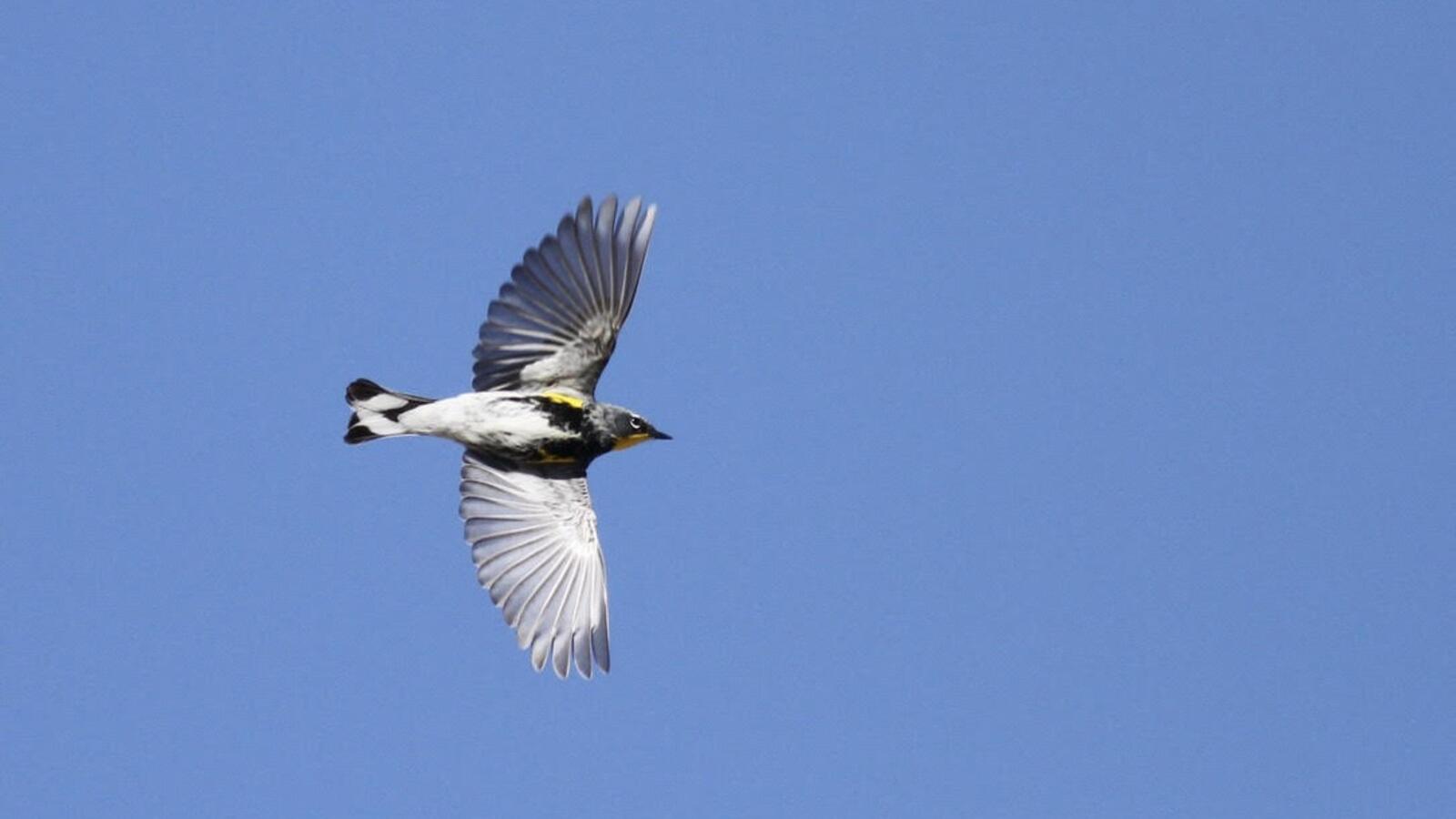Yellow-rumped Warbler in migration