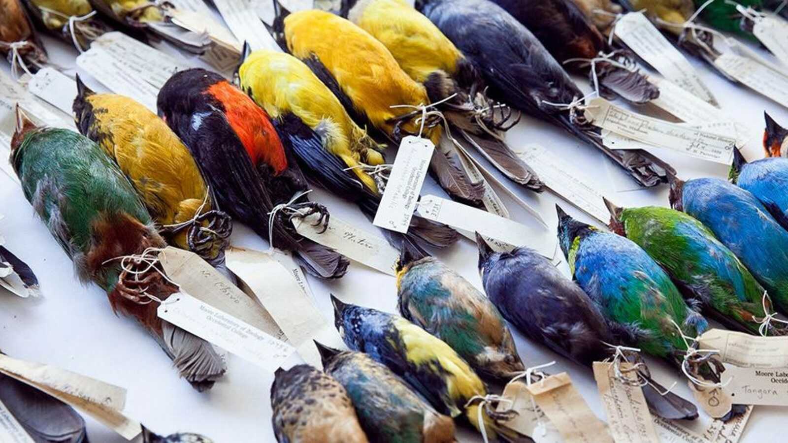 Specimens of tanagers in the Moore Lab