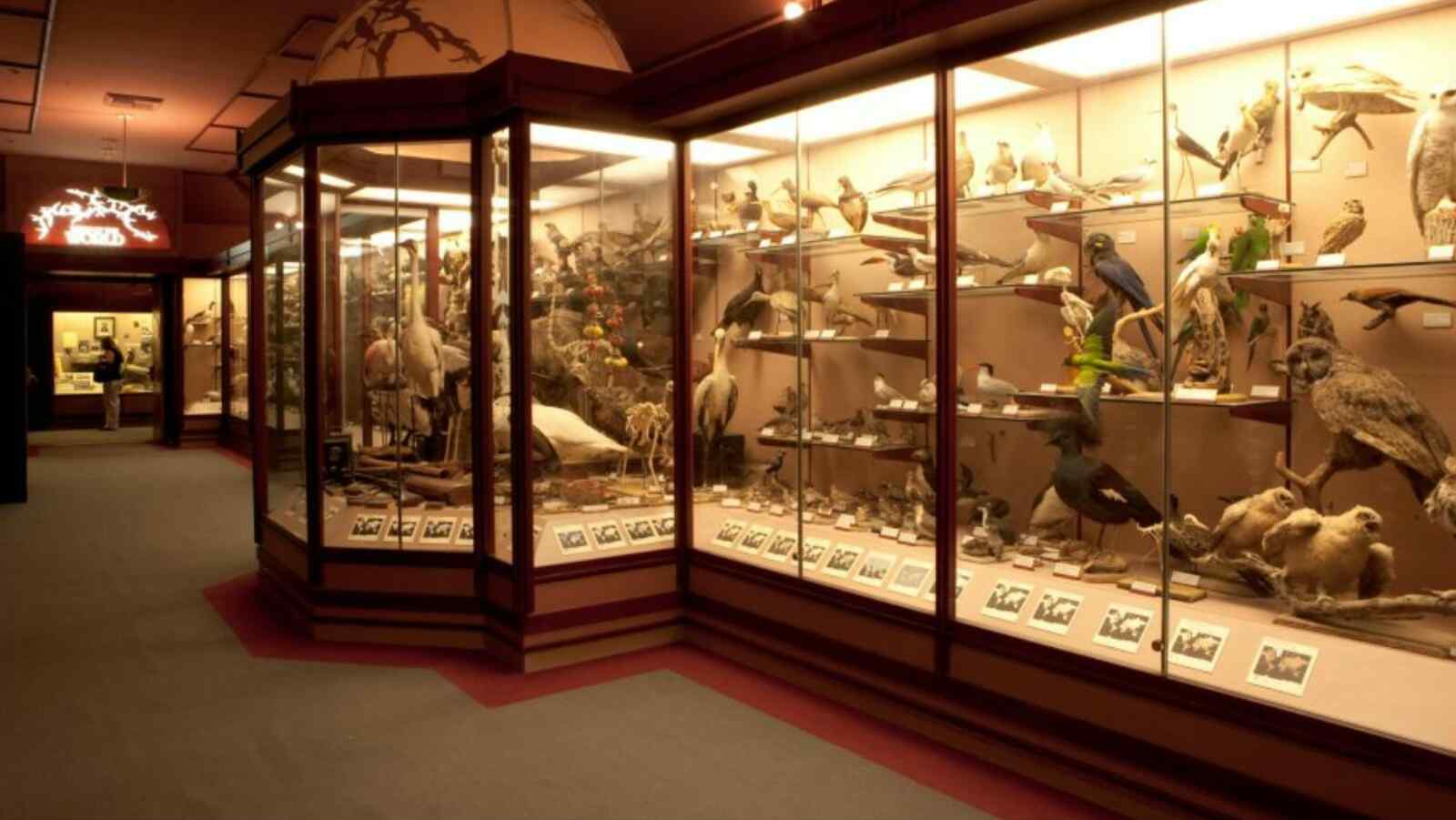 Natural History Museum of Los Angeles County